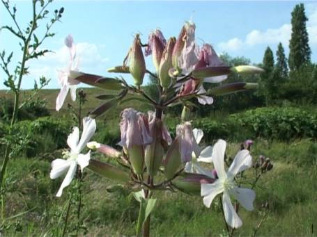 Am Niederrhein : Kleine Biotope, Echtes Seifenkraut